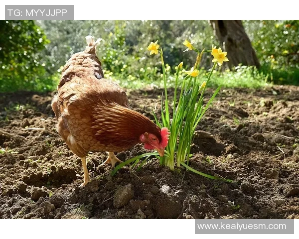 足球球星热衷养鸡揭秘：从绿茵场到农场的另类爱好与生活方式